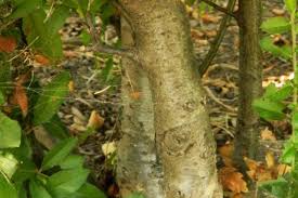 Image result for Pycnosphaera buchananii