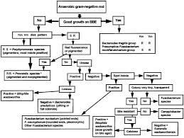 17 Paradigmatic Bacterial Identification Flowchart