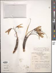 Image result for Xerophyta scabrida