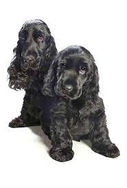 Pin By Toye Price On Cocker Spaniels Cocker Spaniel Dog Cocker Spaniel Puppies Black Cocker Spaniel