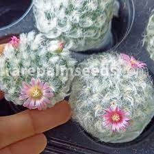 Buy the best cactus plants, huge 10 foot specimens now available at patioplants.com. Mammillaria Bocasana Multilanata Powder Puff Cactus Snowball Cactus Buy Seeds At Rarepalmseeds Com