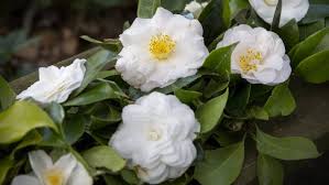 How To Grow Camellias Stuff Co Nz Are you searching for camellia png images or vector? how to grow camellias stuff co nz