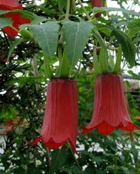 Image result for Canarina