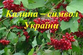 Здавна в україні калина вважалась символом любові, щастя, краси, поваги. Prezentaciya Kalina Simvol Ukrayini