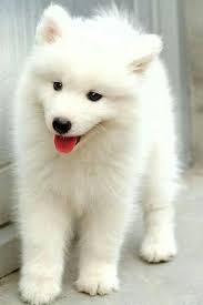 aime bijouterie adli kullanicinin cachorros panosundaki pin samoyed yavru kopek kopek turleri