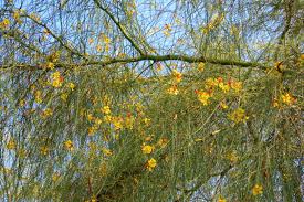 Image result for Parkinsonia aculeata