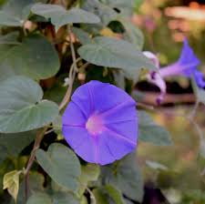 Image result for Ipomoea tricolor