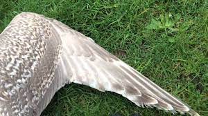 The wrist is highly flexible, allowing the wing to be folded down like an umbrella. Bird Wing Anatomy 2 Youtube
