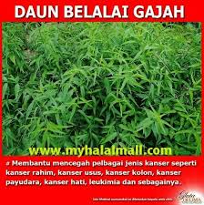 Daun belalai gajah dinamakan demikian karena bentuk daunnya yang panjang dan lonjong seperti sebuah belalai dari hewan gajah. Daun Belalai Gajah 1kg Daun Kalingsir Segar Khusus Obat Herbal Shopee Indonesia
