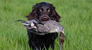 6 Best Duck Hunting Dog Breeds
