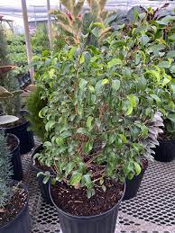 Image result for Ficus benjamina