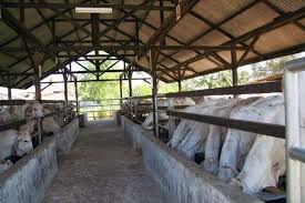 Ternak sapi semua jenis bangsa sapi bisa, tidak harus jenis pedetan atau bakalan sapi limosin seharga 12 juta itu sudah dapat pedet jantan dengan gambar yang lumayan super. Denah Kandang Sapi Limosin Pemeliharaan Ternak Sapi Potong Kandang Sapi Limosin Grup Bondowoso Milik Mas Haji Verdy