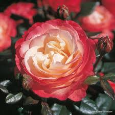 Maybe you would like to learn more about one of these? Nostalgie Hybrid Tea Roses Shop By Type Garden Roses Rosen Kordes
