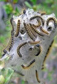Unwanted pesky critters and pests can put a damper on the joy you get from your home and garden. How To Control Tent Caterpillars Planet Natural Tent Caterpillars Tent Caterpillars Spray Slugs In Garden