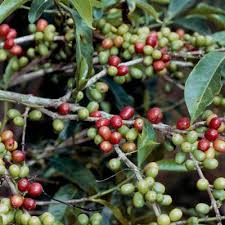 Image result for Coffea salvatrix