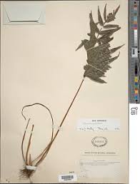 Image result for Pteris burtonii