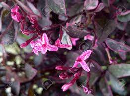 Allgäu erleben blumen der allgäuer alpen. Pseuderanthemum Atropurpureum Lila Falsche Eranthemum Familie Acanthaceae Zierstrauch Mit Lila Blatter Mit Heller Farbe Und Rosa Bluten Mit Weissen Einschussen Kronzipfel Gefleckt Lizenzfreie Fotos Bilder Und Stock Fotografie Image 58153632