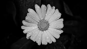 White cosmos in my mother's garden. Aesthetic Black And White 2560x1440 Download Hd Wallpaper Wallpapertip