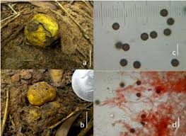 Image result for Scleroderma cepa