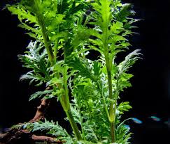 Water Wisteria Hygrophila Difformis Bunch In 2020 Live Aquarium Plants Wisteria Plant Plants