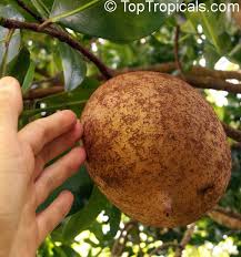 Image result for Mammea americana