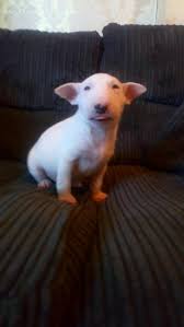 For Sale On Preloved English Bull Terrier Puppies For Sale We Have 4 Left 2 White One White English Bull Terrier Puppy Bull Terrier Puppy Mini Bull Terriers