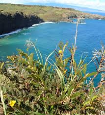 Image result for Chamaecrista paralias