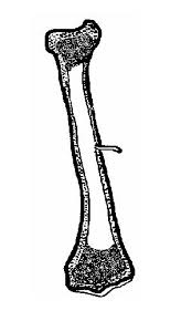 Diagram of of a long bone. Skeleton Worksheet Wikieducator