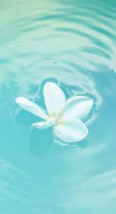 53 Super Ideas Photography Tumblr Blue Aqua Flowers Photography Wallpaper Summer Wallpaper Photography Wallpaper