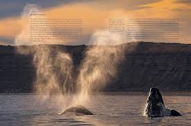 Planet Earth III: Gunton, Michael: 9781785948275: Amazon.com: Books