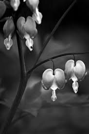 Black And White Bleeding Heart Flower Images Pin On All Types Of Flowers And Trees