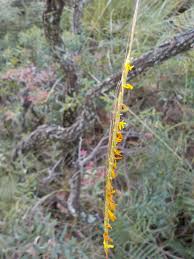 Image result for Trachypogon