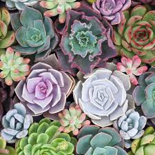 Image result for Crassula schimperi