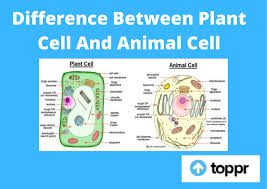 Labeled diagram of a plant and animal cell. Difference Between Plant Cell And Animal Cell In Tabular Form