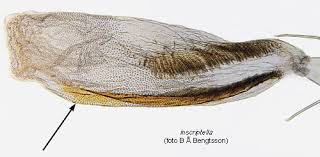 Image result for Delplanqueia inscriptella