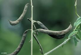 Image result for Tephrosia purpurea