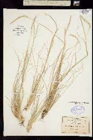 Image result for Elionurus muticus