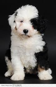 Black And White Old English Sheepdog Puppy Stardoll A Realia Stylizacja Black And White Bernedoodle Puppy Puppies Cute Animals