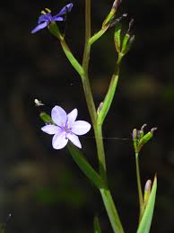 Image result for Aristea ecklonii