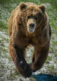 Pin By Juan Shc Reyes Jr On Wild Animals Alaskan Brown Bear Brown Bear Grizzly Bear