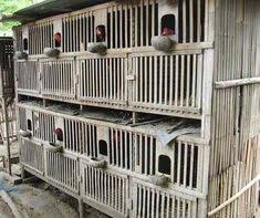 Hae hae hae hae, nih gaes saya bahas rangka kandang ayam jago dengan 6 pintu,, seperti ini bentuk dan ukurannya yaitu 75 x 75 x75 untuk setiap pintu. 511 Desain Kandang Ayam Bangkok Petelur Kampung Ideas Chickens Backyard Chicken Diy Building A Chicken Coop