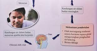 Mereka hidup dengan terus memantau ajaran allah swt yang mengatur semua urusan mereka, besar maupun kecil. Kawal Atur Kandungan Air Manahasie