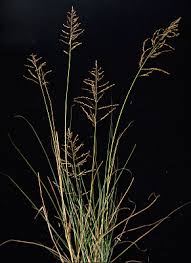 Image result for Eragrostis paniciformis