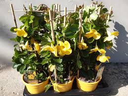 Image result for dipladenie žlutá obrázek