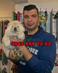 satilik yavru kopekler 0543 659 72 02 satilik chow chow cin aslani yavrulari istanbul 0543 659 72 02 chow chow kopek yavru kopek