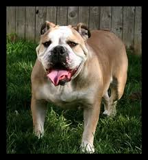 Raquel orta, orta's akc english bulldogs in florida. Rare Blue Fawn Bulldogge Cute Bulldogge Female Wisty A Perfect Pet Olde English Bulldogges