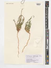 Image result for Lophiocarpus polystachyus