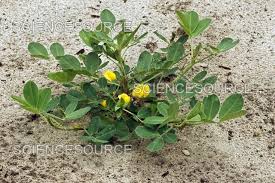 Image result for Arachis hypogaea