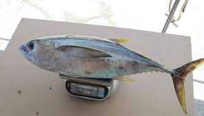 Tuna fish accumulate toxic mercury in their flesh as a result of industrial pollution, and the side effects of mercury poisoning include finger curling, cognitive impairment, and coordination problems. Why Your Tuna Could Have 36 Times More Chemicals Than Others