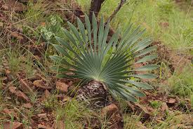 Image result for Boophone disticha